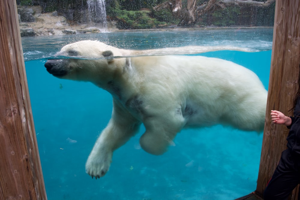 a large white polar bear swimming under water