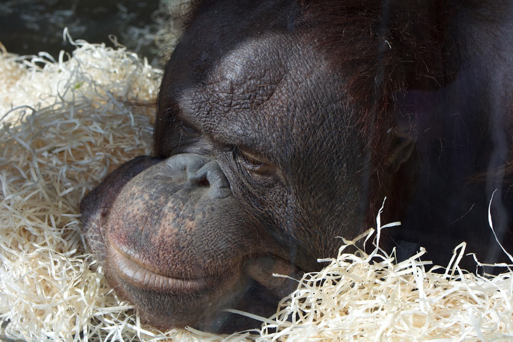 a close up of a monkey in a pile of hay