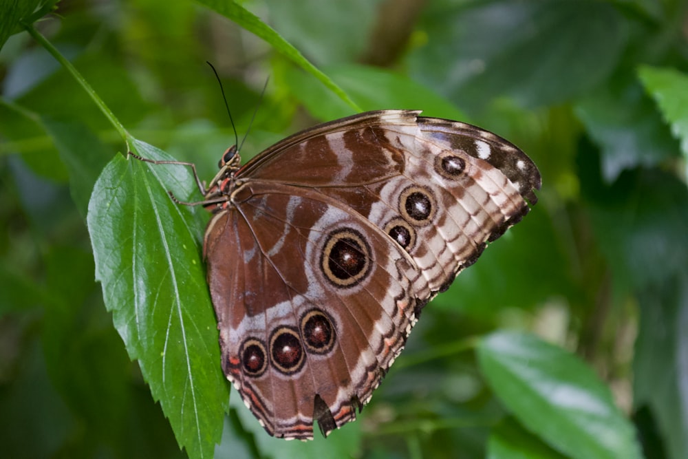a brown butterfly sitting on top of a green leaf