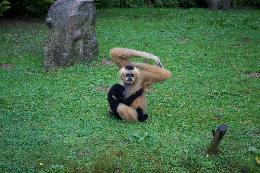 a monkey sitting on its back in a grassy area