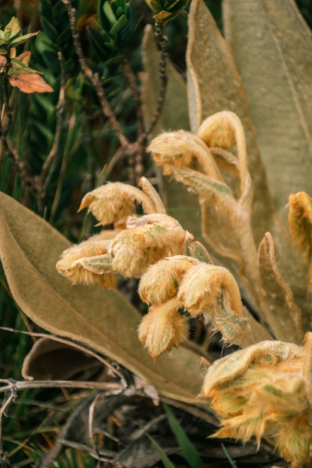 a close up of a flower on a plant