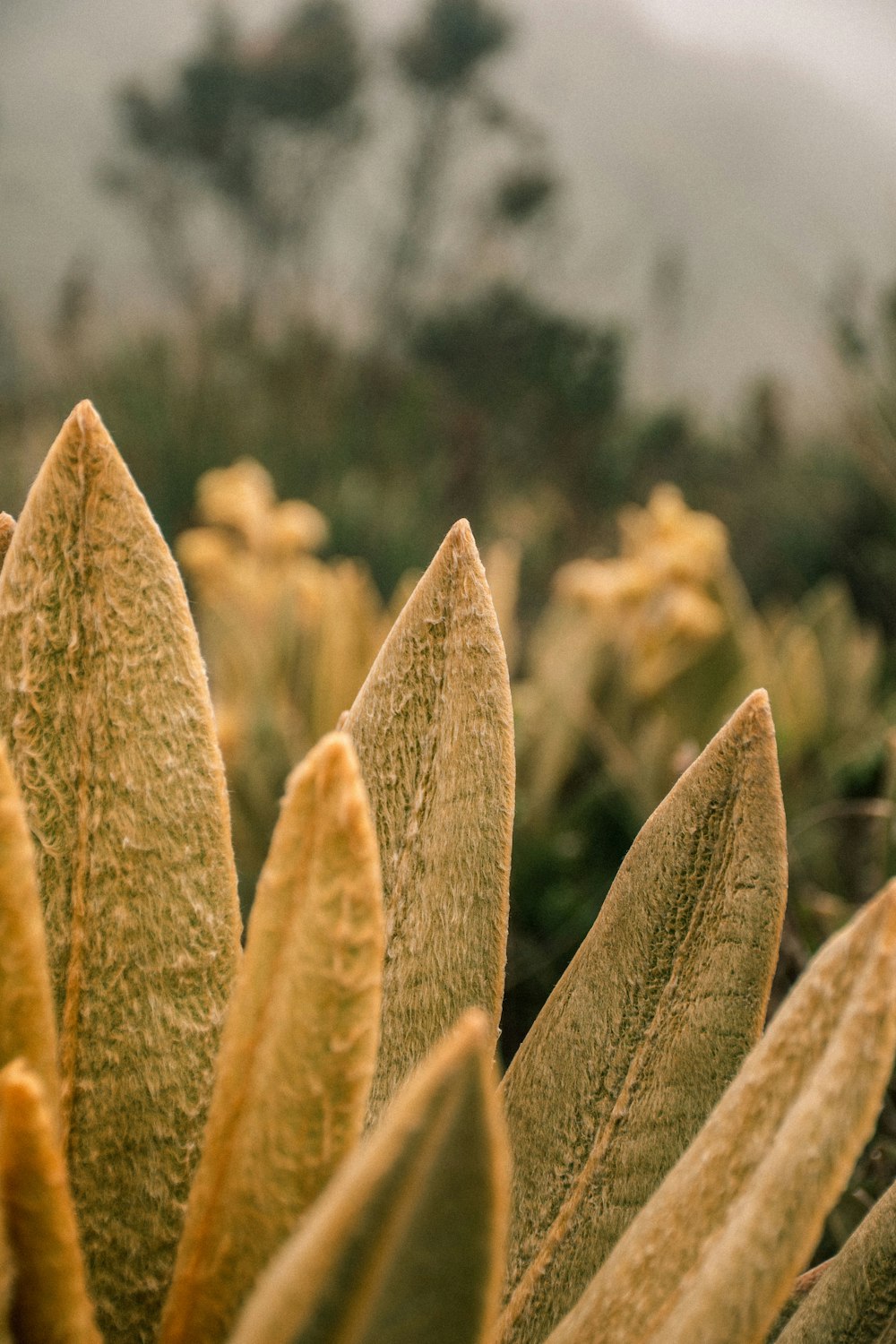 a close up of a plant with a blurry background