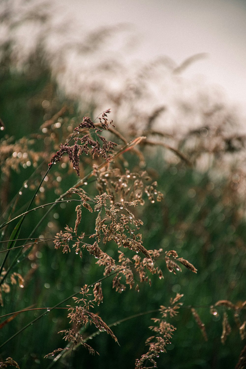 a bunch of plants that are in the grass