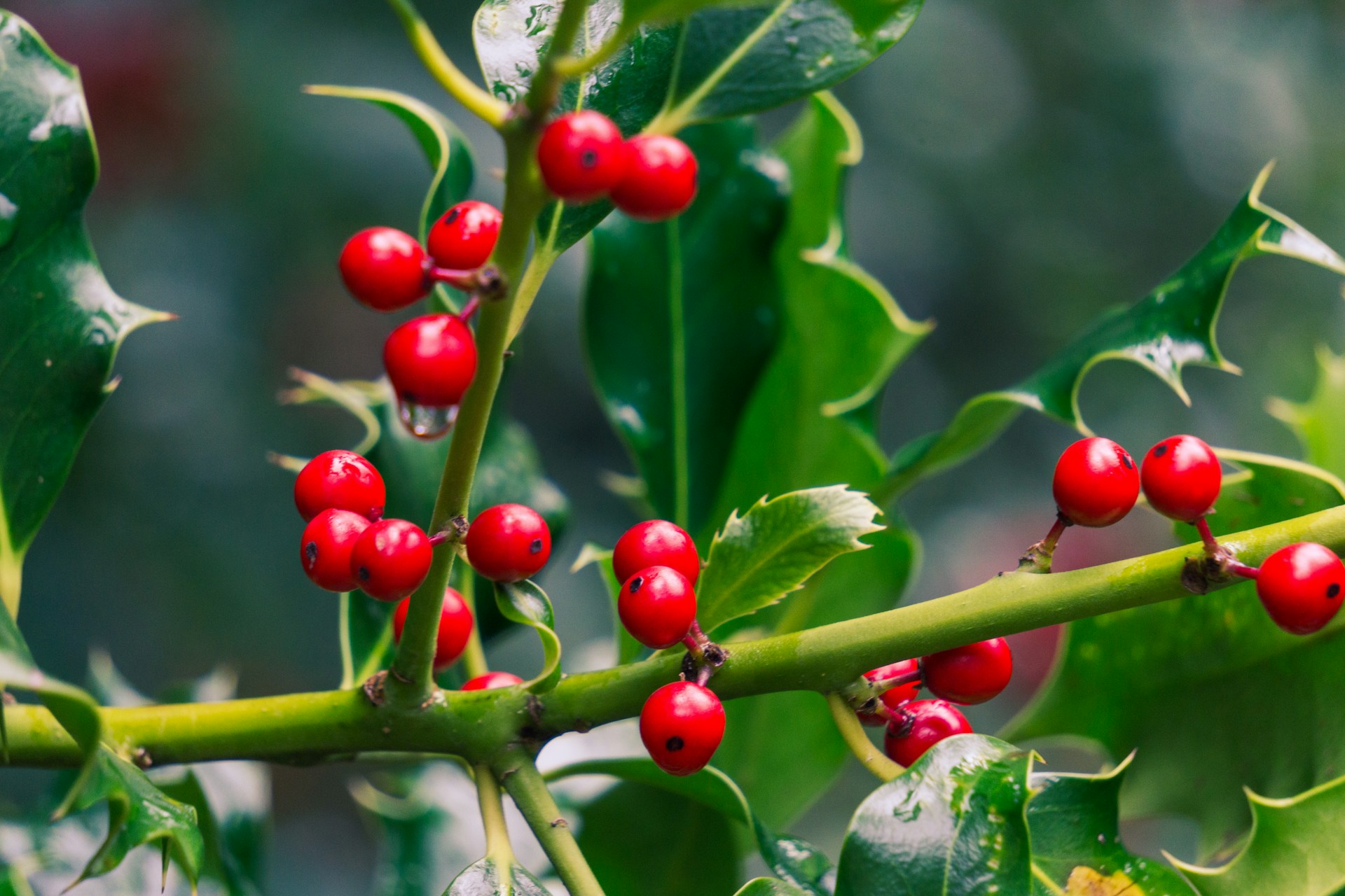 a branch with red berries and green leaves