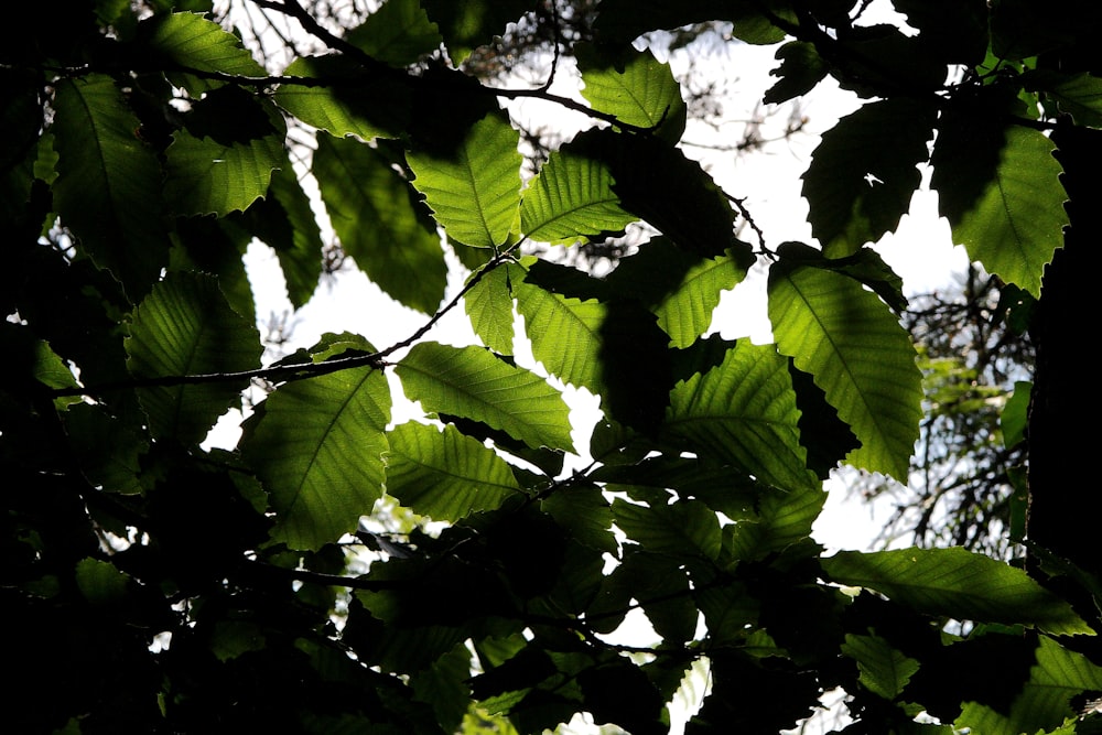 the leaves of a tree are shining in the sun