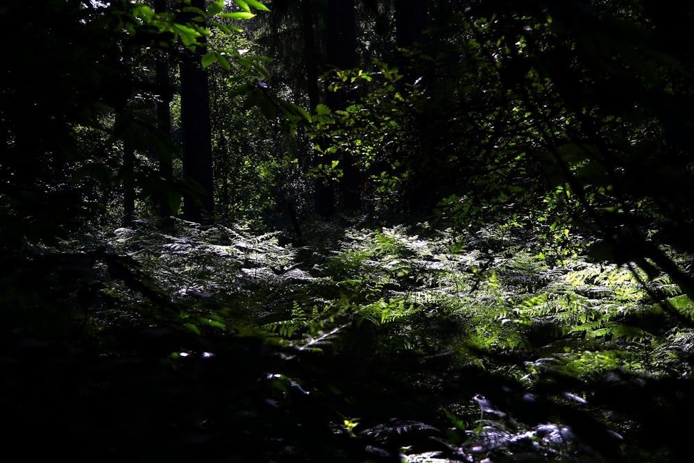 the sun is shining through the trees in the forest