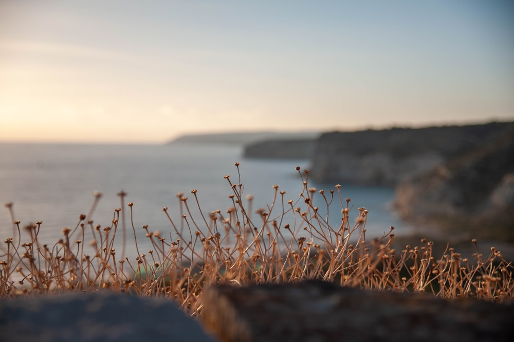 a close up of a plant near a body of water