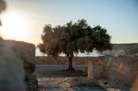 An olive tree standing on a dry stone wall at dusk
