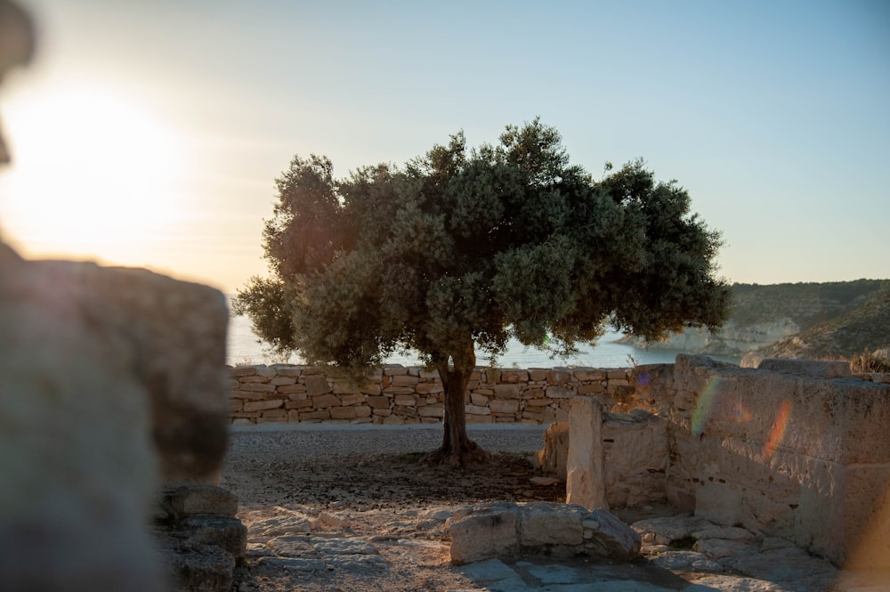 Un árbol solitario en medio de un muro de piedra