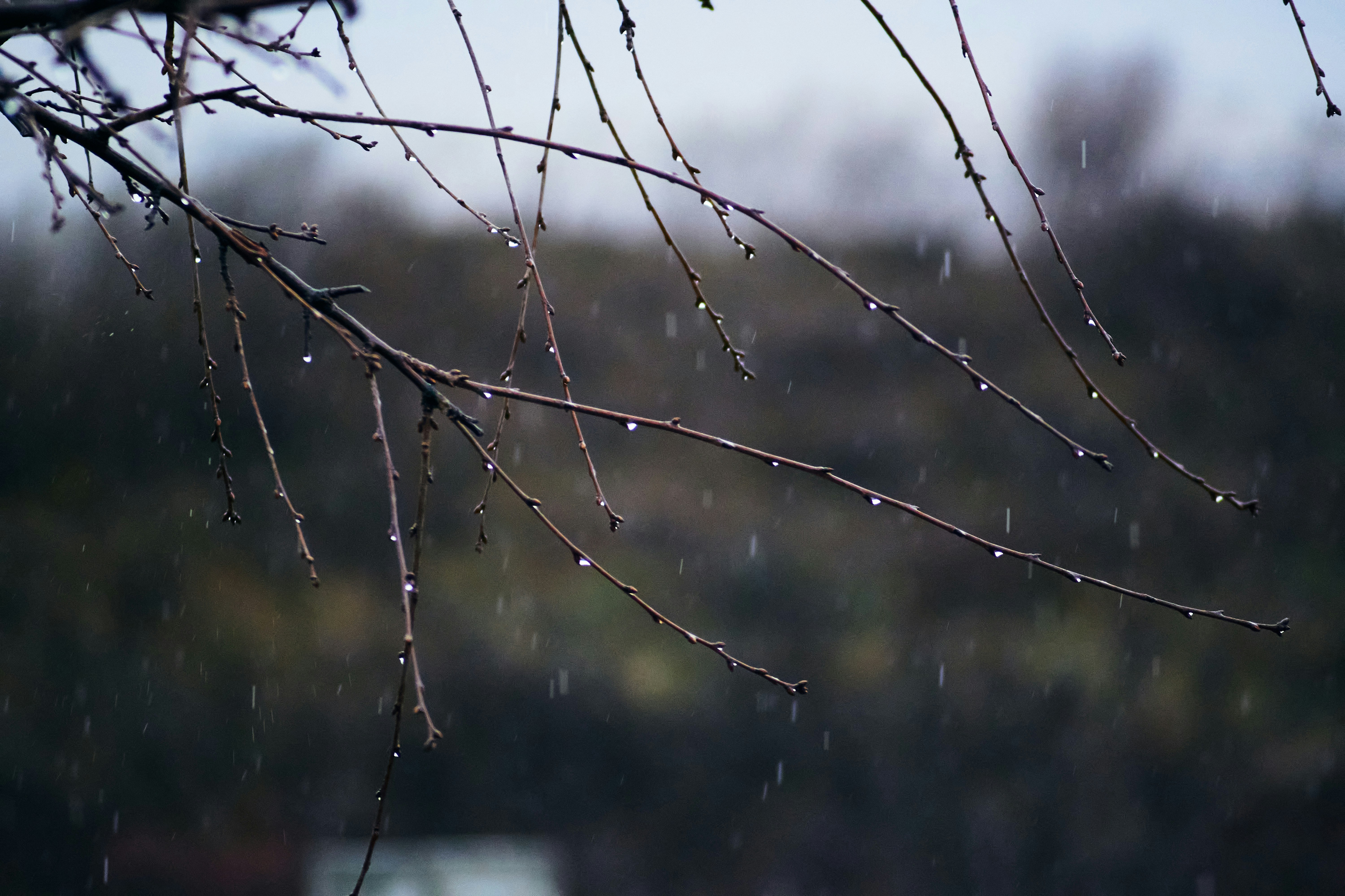 Photo by lazardanlucian