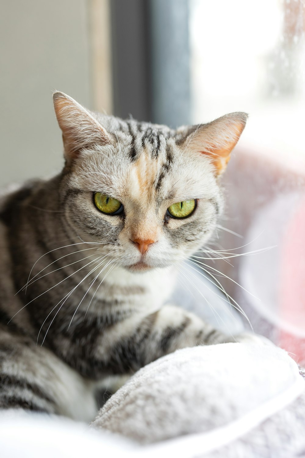 a cat sitting on top of a bed next to a window