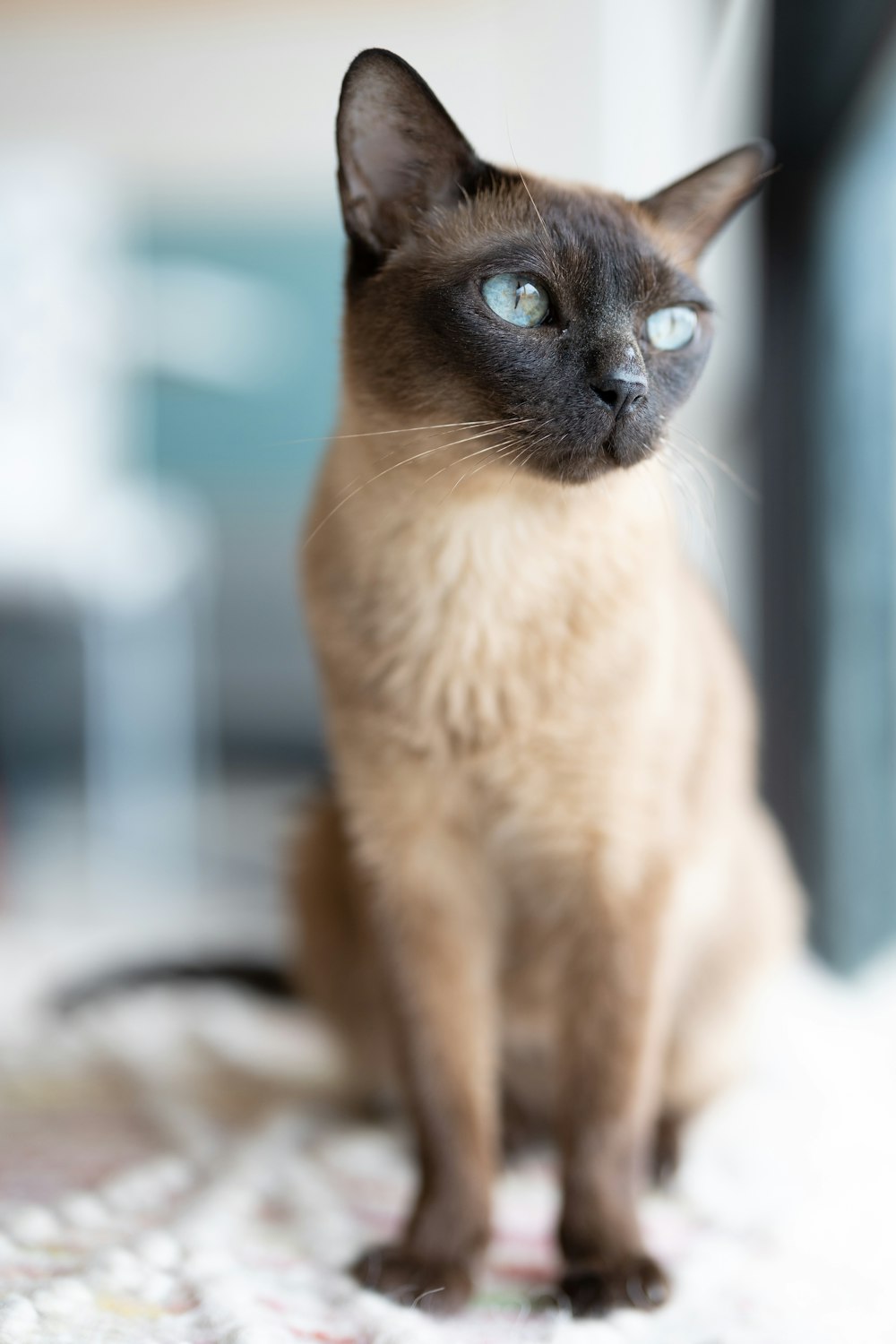 a siamese cat with blue eyes sitting on a rug