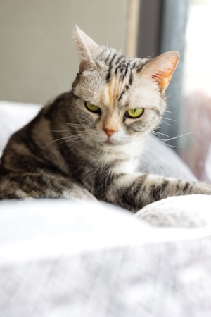 Exotic Shorthair