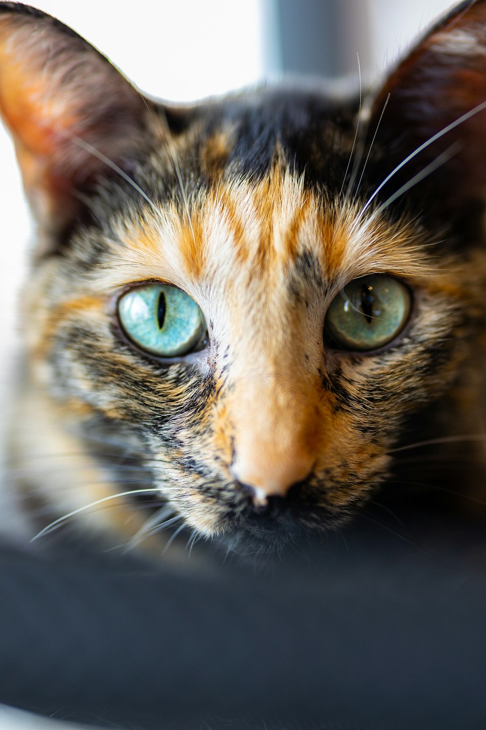 a close up of a cat with blue eyes