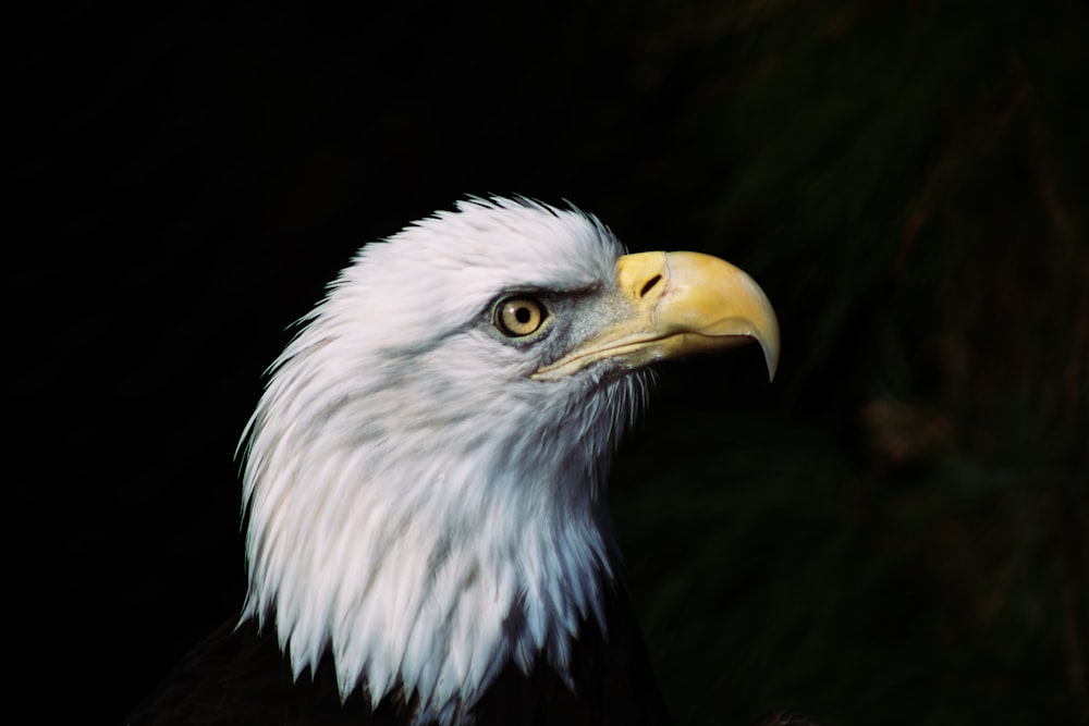 a close up of a bald eagle with a black background