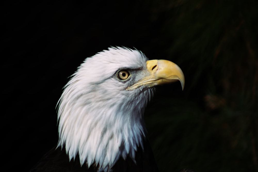 Un primer plano de un águila calva con un fondo negro