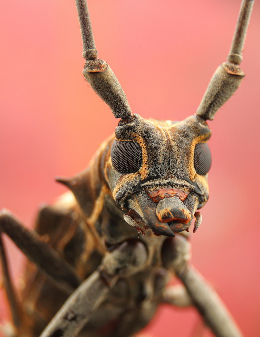 a close up of a bug on a red background