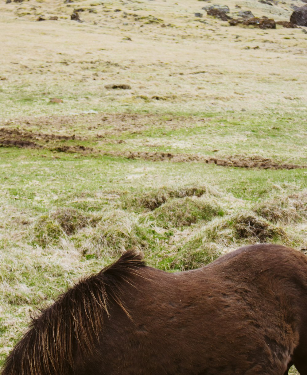 a brown horse eating grass in a field