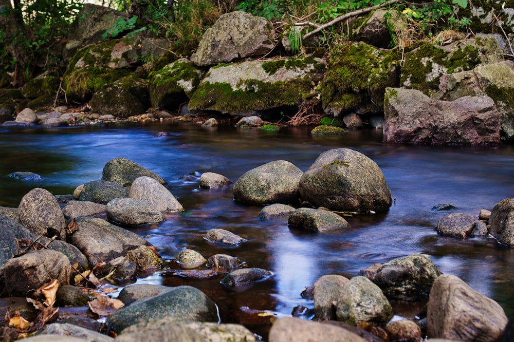 a stream running through a lush green forest