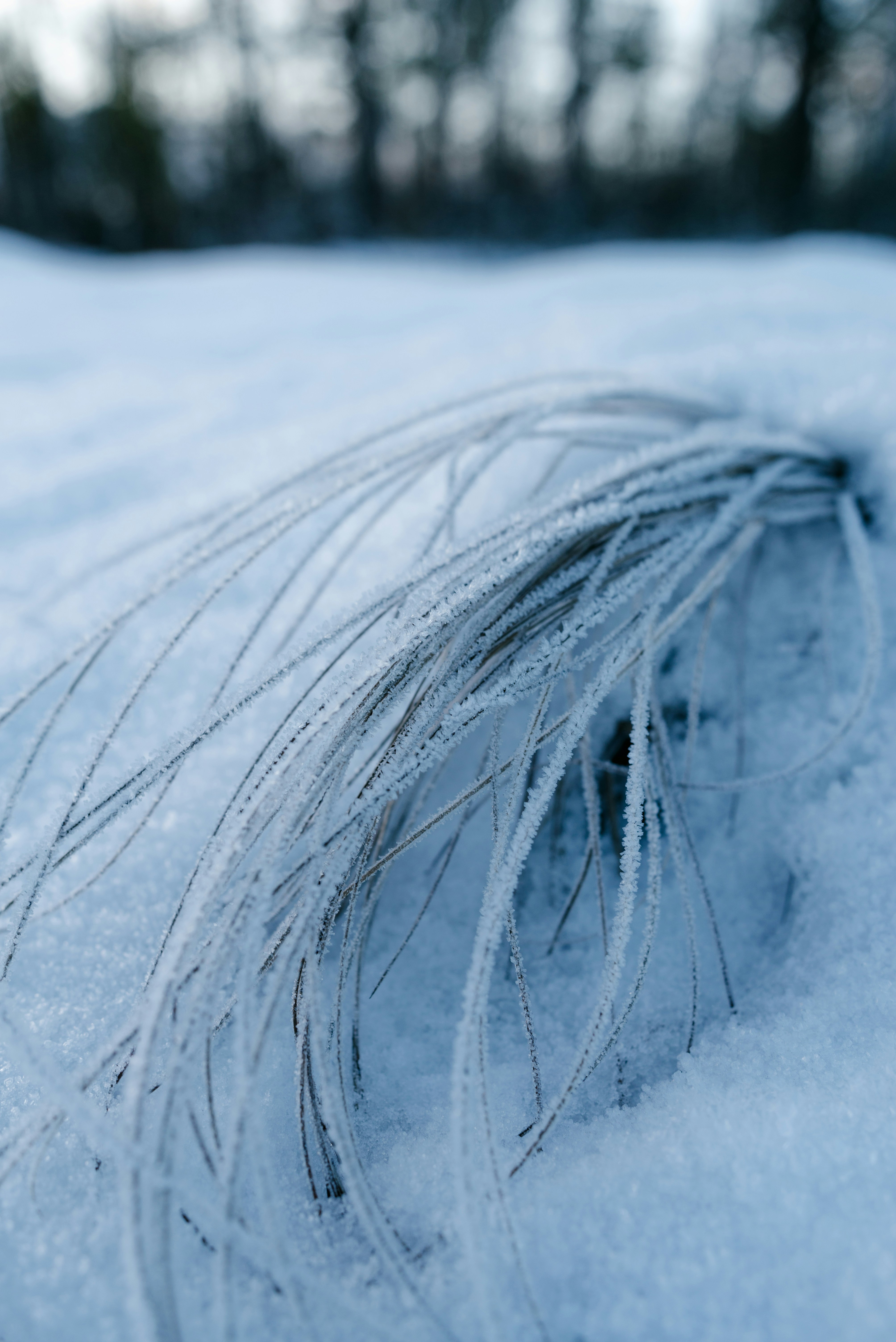 Winter wind blowing through trees