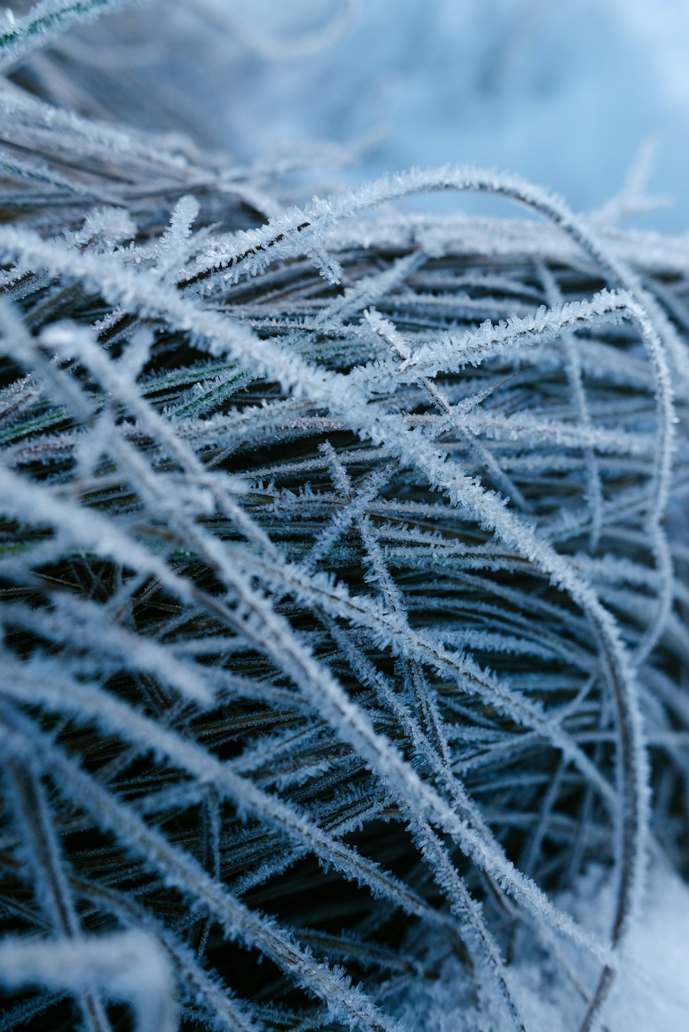 a close up of a plant covered in ice