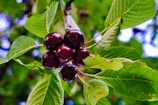 Clusters of ripe, dark cherries hang from a branch surrounded by lush green leaves. The vibrant colors contrast against the softer background, highlighting the natural beauty of the fresh fruit.