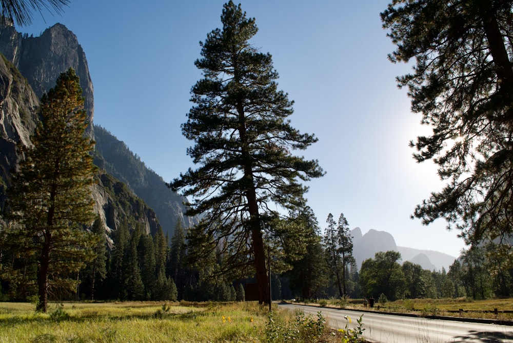 the sun shines through the trees on the side of the road