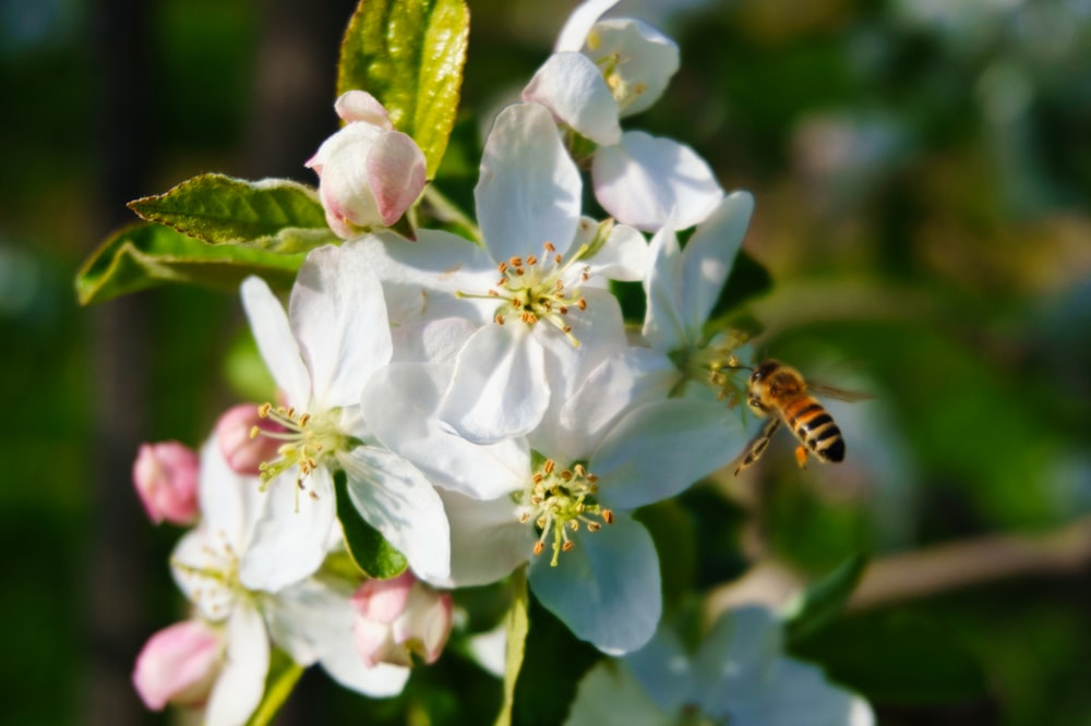 a bee is on a white flower with green leaves