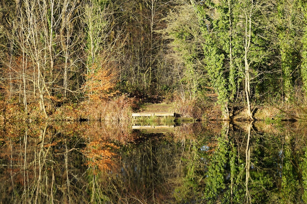 a bench sitting in the middle of a forest next to a lake