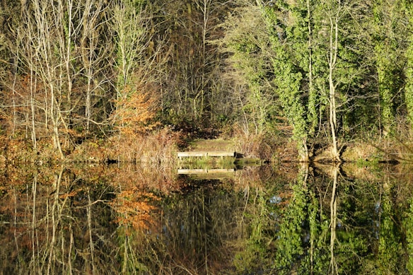 A serene landscape featuring a calm body of water reflecting the surrounding trees and foliage. The trees on the bank display a mix of lush green and autumnal orange hues. A small wooden bench is situated along the shoreline, surrounded by dense vegetation.