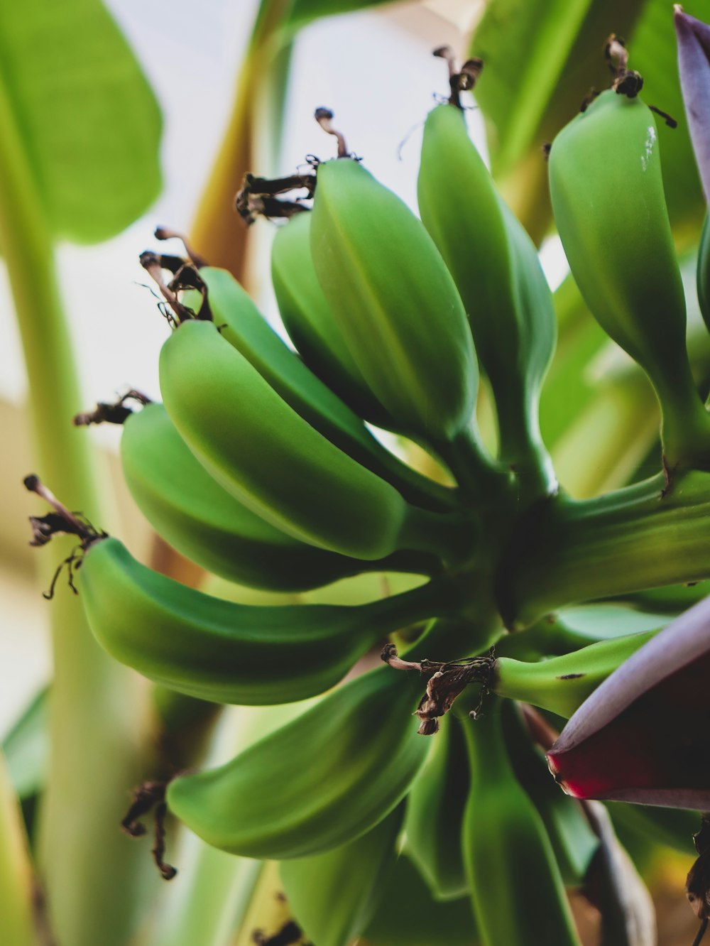 Un mazzo di banane verdi appese a un albero