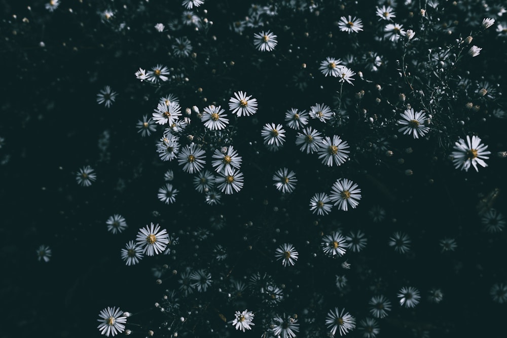 a bunch of white flowers floating in the air