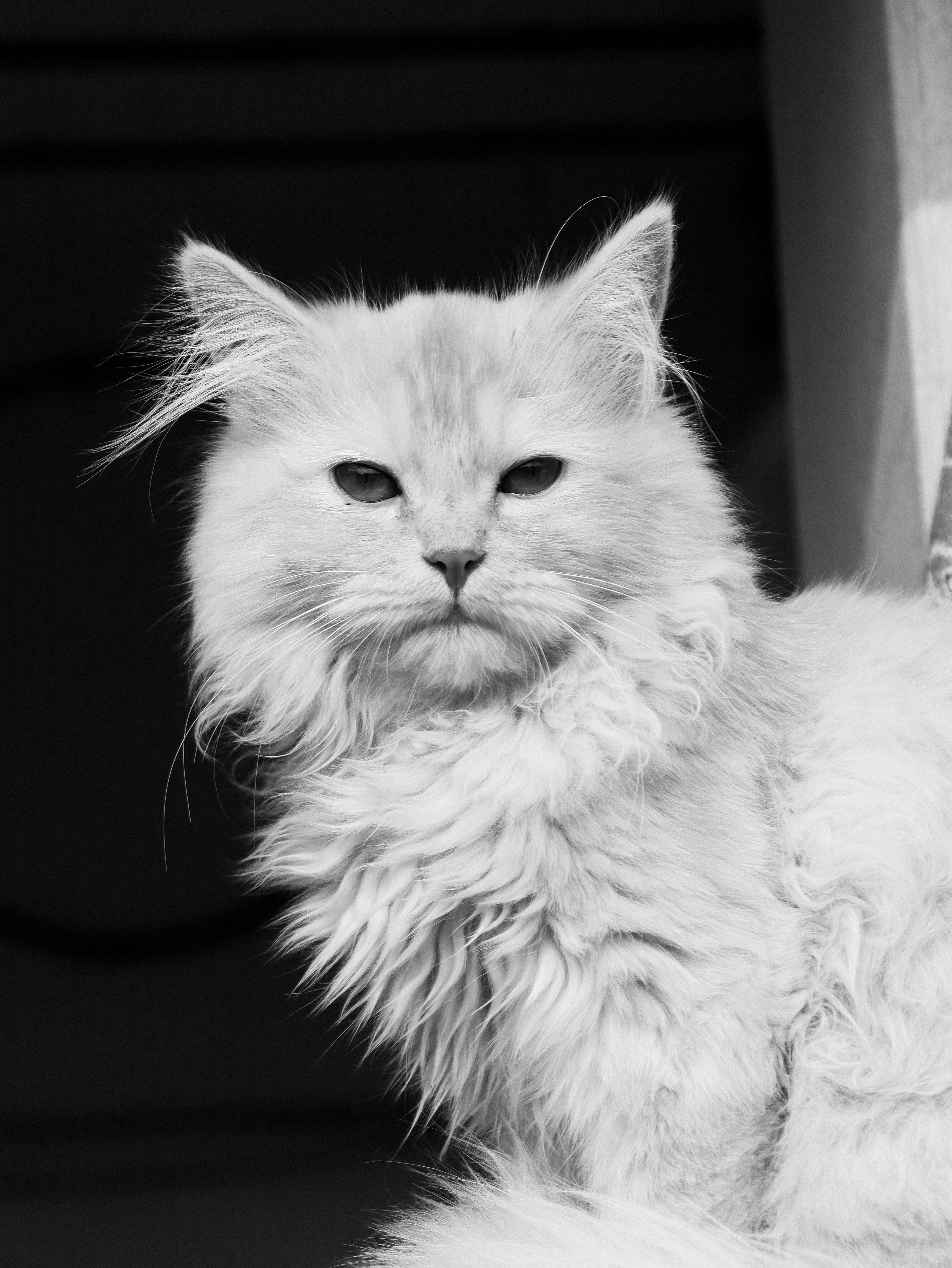 a fluffy white cat sitting on top of a window sill