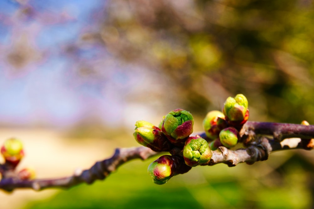 a close up of a tree branch with buds