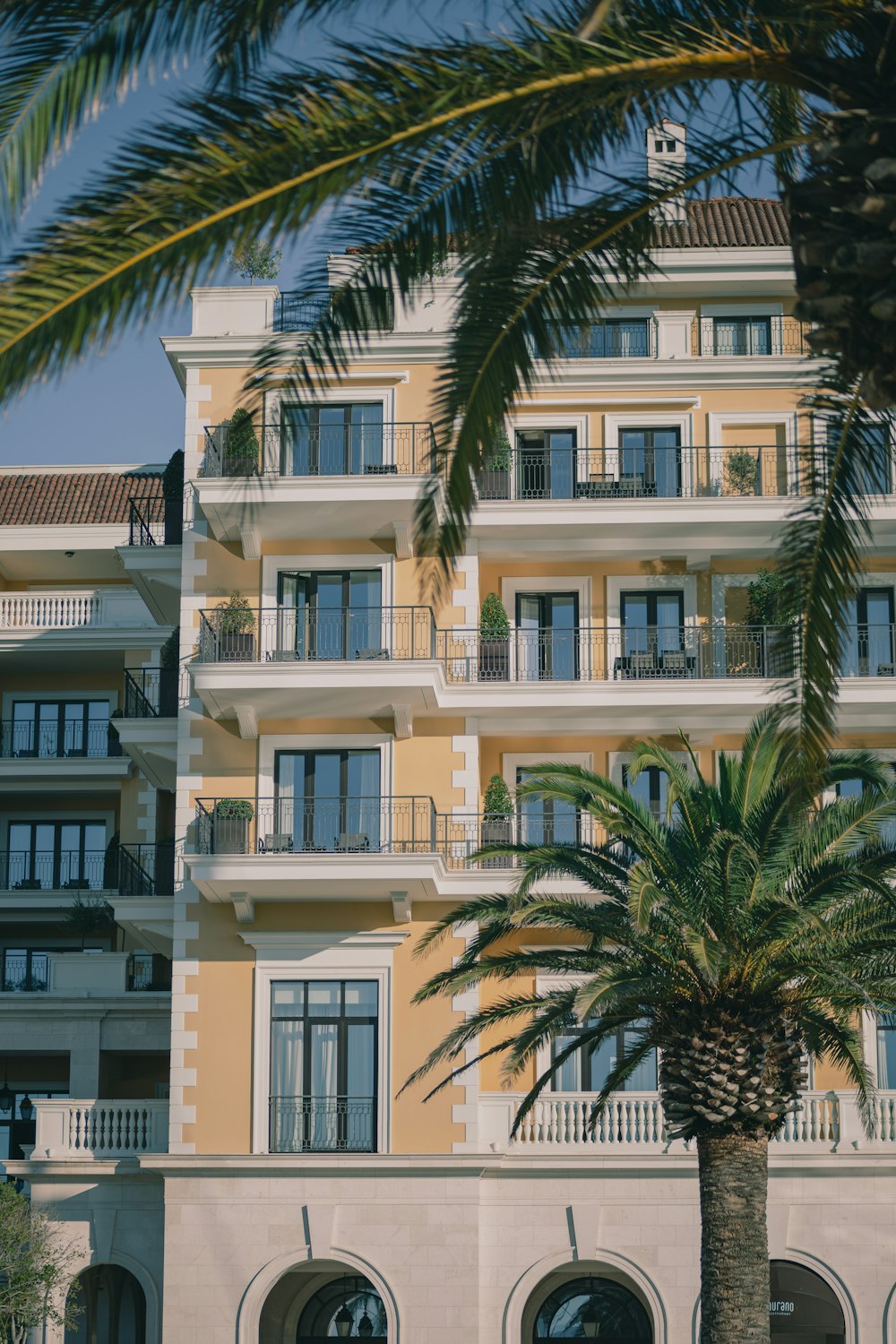 a palm tree in front of a building