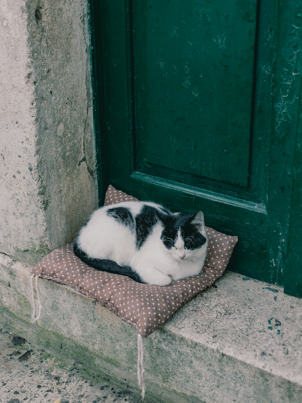 a black and white cat laying on top of a pillow