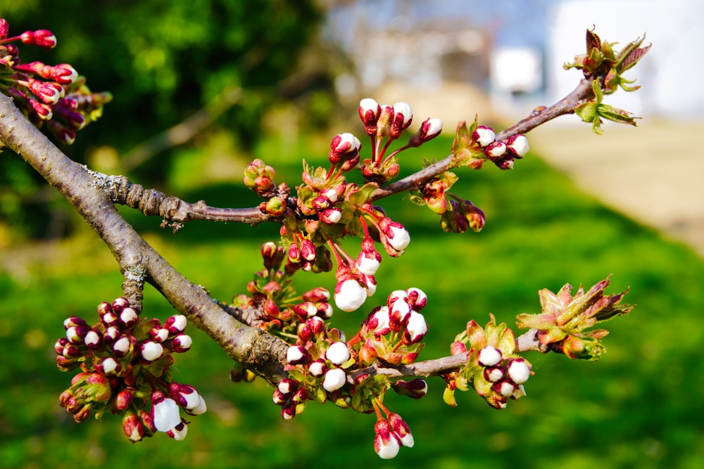 a close up of a tree branch with flowers