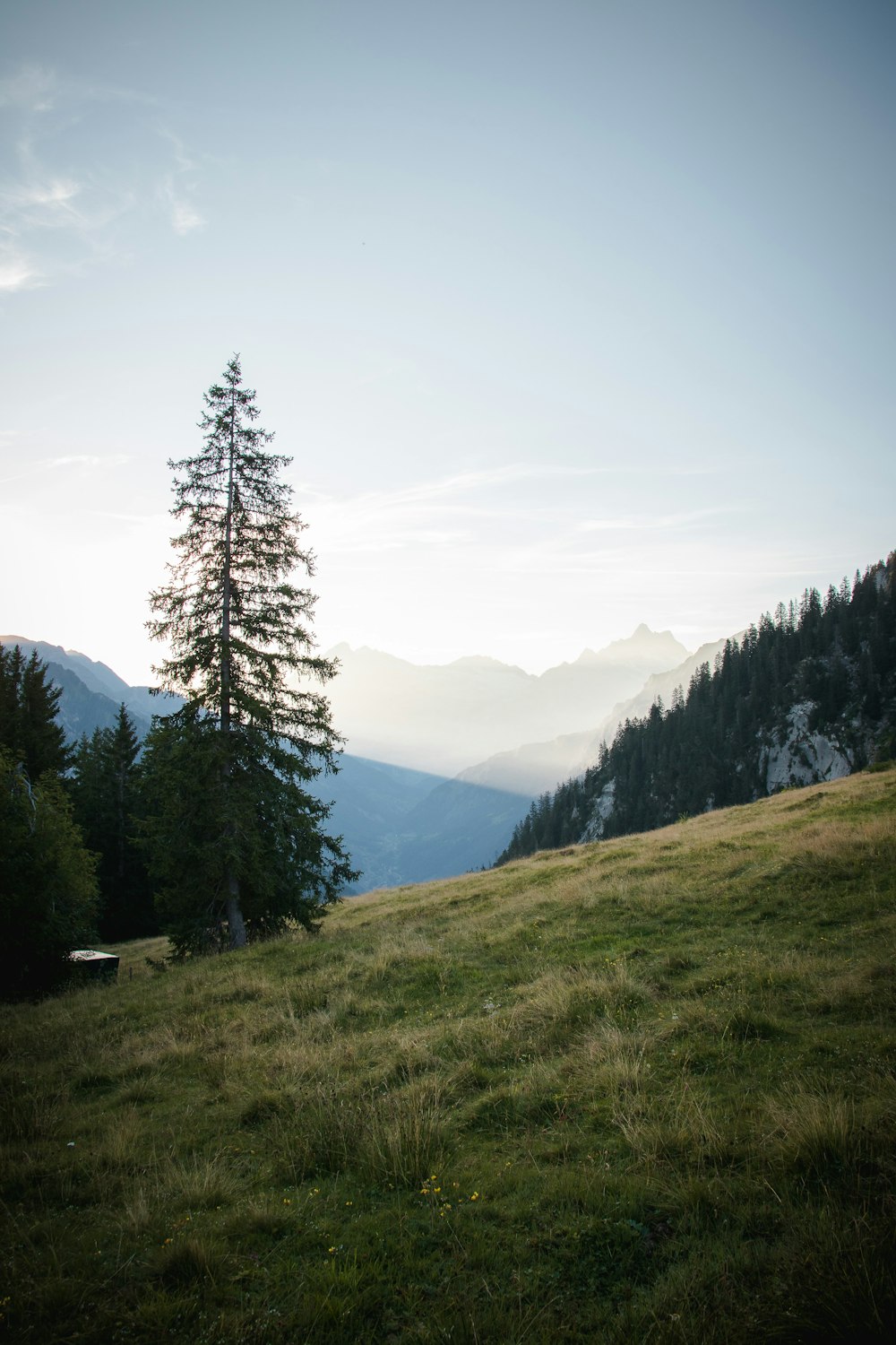 a grassy field with trees and mountains in the background