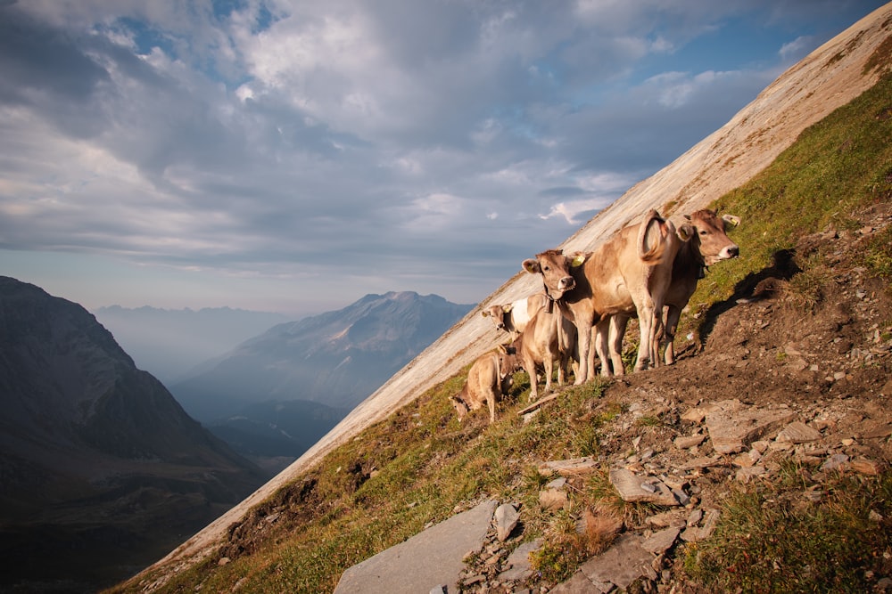 a herd of cattle standing on top of a grass covered hillside