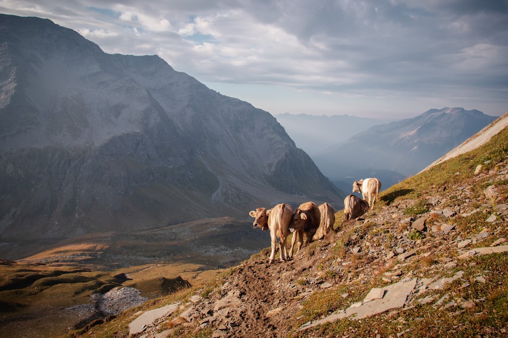 a group of cows are walking up a hill