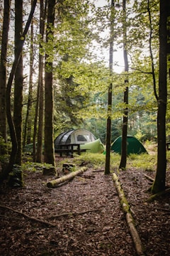 A serene forest scene with two camping tents nestled among tall trees. Sunlight filters through the leaves, casting dappled light on the forest floor. Fallen logs lie scattered, and the surroundings are lush with greenery.