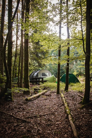 A serene forest scene with two camping tents nestled among tall trees. Sunlight filters through the leaves, casting dappled light on the forest floor. Fallen logs lie scattered, and the surroundings are lush with greenery.