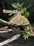 A woven nest made from natural materials is positioned on a branch surrounded by green leaves. The background features a dark mesh and a cylindrical feeder, creating a natural and rustic setting.
