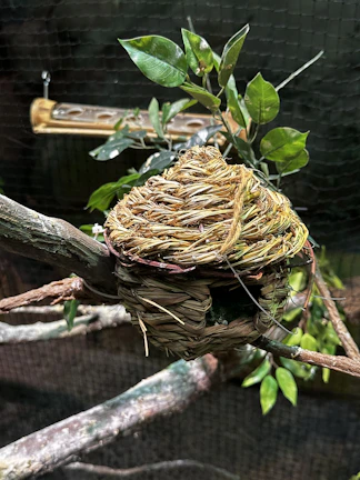 An inviting display of live feeders nestled among natural wood textures and greenery.