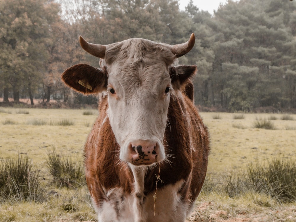 a brown and white cow standing on top of a grass covered field