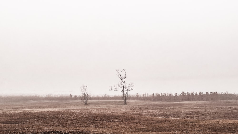 a foggy field with a lone tree in the distance