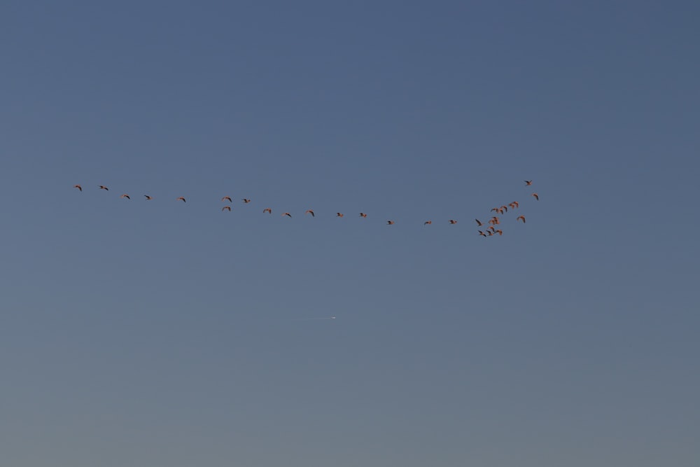 a flock of birds flying through a blue sky