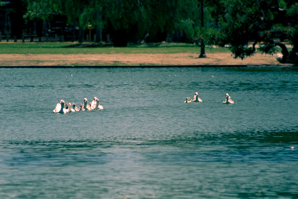 Una bandada de pájaros flotando en la cima de un lago