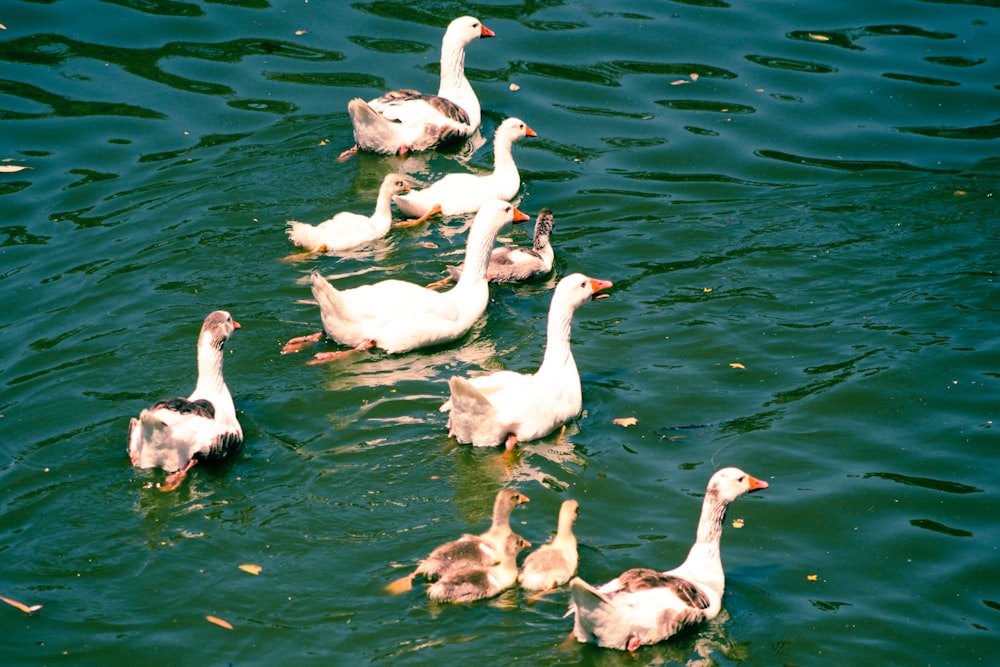 a flock of ducks floating on top of a lake