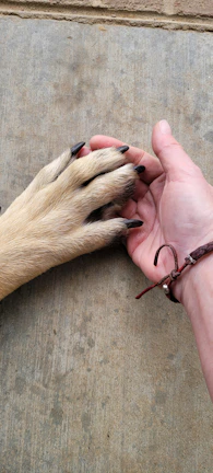Close-up of a dog’s paw wearing a delicate handmade bracelet with candy-colored beads.